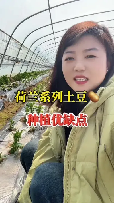 种植荷兰土豆的优缺点#种植小技巧 #土豆种植 #马铃薯 #土豆高产种植