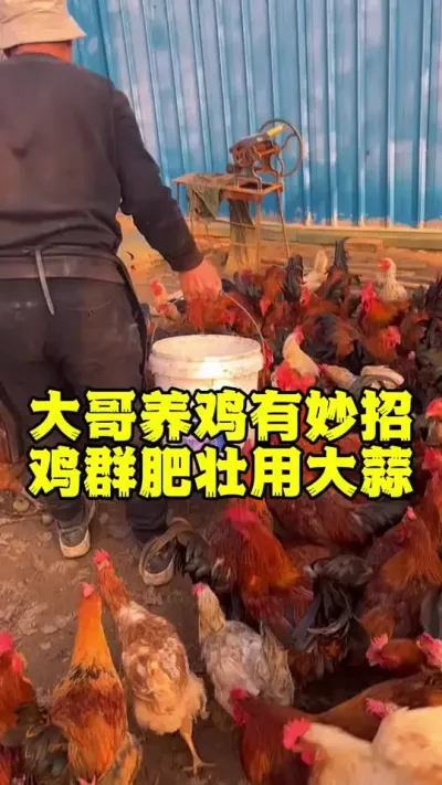 大哥养鸡有方法，鸡群肥壮用上它#养鸡#科学养鸡#鸡鸭鹅养殖#散养土鸡#养鸡妙招