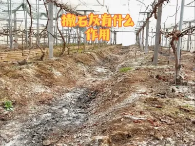葡萄地里面撒生石灰有什么作用？#农业种植 #葡萄种植 #果园管理 #三农 #种植大棚