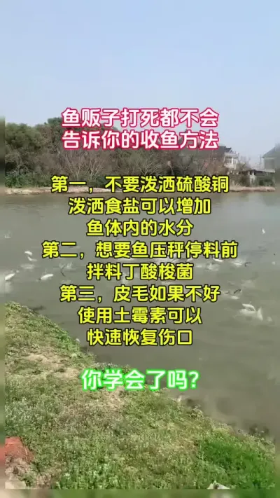 收鱼时鱼贩子打死都不会告诉你的方法#高密度养殖 #特种水产养殖 #水产人 @抖加🔥上热门🔥dou+🔥热点宝