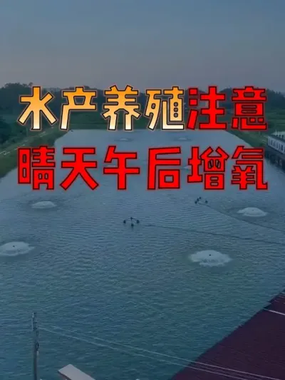 #水产人  速看！#水产养殖  晴天午后要开增氧机，益处多多！！ #水产养殖技术  #水产