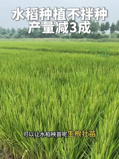 #拌种剂 #水稻种植 #水稻拌种剂 #水稻高产技术