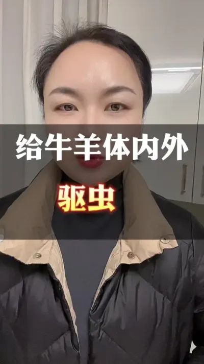 牛羊驱虫#全国养牛人 #西门塔尔育肥牛 #西门塔尔 #养殖户 #科学喂养