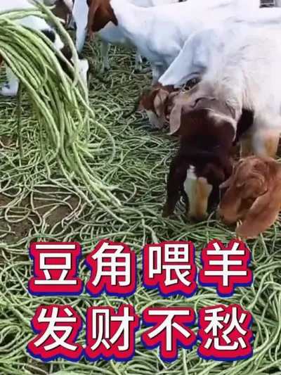 豆角喂羊发财不愁 #养羊 #养羊人 #新手养羊 #牛羊养殖