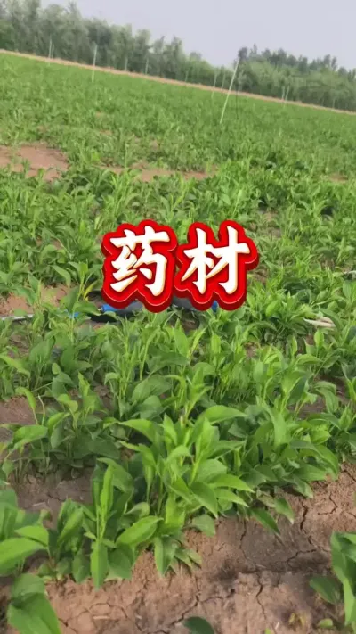 药材种植 药材春季施肥 #药材种植 #药材管理 #药材高产