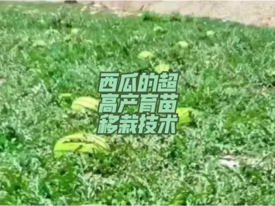 西瓜的超高产育苗移栽技术#农业技术推广 #土壤改良 #抖音新农人 #三农服务 #支持三农服务百姓