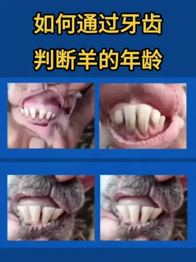 牙齿判断羊年龄 #养羊人 #养羊技术 #养羊经验 #养殖技术