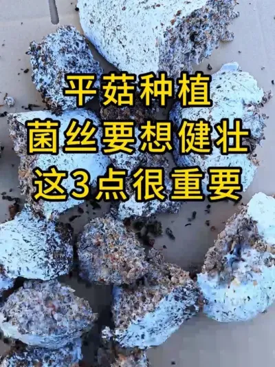 湖北一个大基地老板反馈咱们菌丝很健壮，发菌速度快，又订购了2000包棉壳菌种，陆续给基地安排发货。#平菇种植 #平菇菌种 #食用菌栽培种 #栽培种