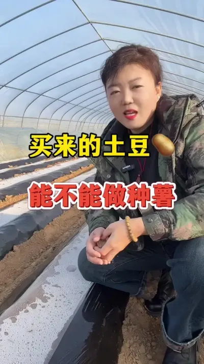买来的土豆是不是可以作为土豆种播种呢#土豆高产种植 #土豆 @抖音小助手