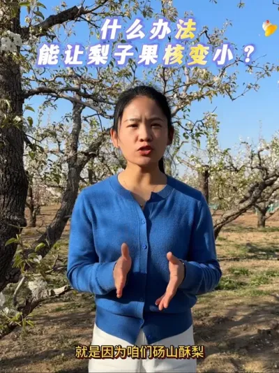 果核变小一直以来是大家很关心的问题，直接影响我们果实的品质，所以大家一定要点赞收藏哈#来抖音学农技 #果树管理 #梨树 #抖音助农扶农 #赤霉酸