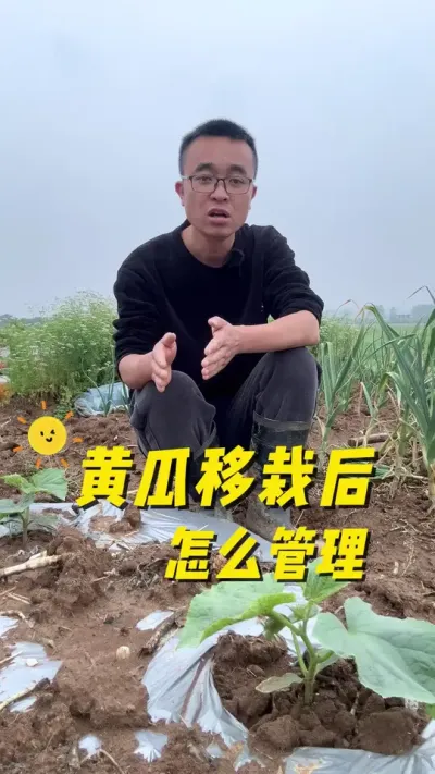 黄瓜移栽后怎么管理？生长快长势旺盛？#种植小技巧 #我的小菜园 #我爱种菜 #学种菜 #黄瓜种植