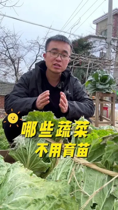 春天哪些蔬菜不用育苗也可以长得很好？#关注我一起学种菜 #我的小菜园 #种植小技巧 #记录我的种植生活 #自己种的纯天然的绿色蔬菜