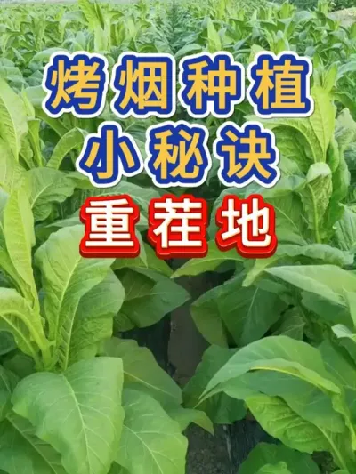 烤烟种植小秘诀重茬地如何更好地中烟 烤烟种植小秘诀重茬地如何更好地中烟，防止死棵烂苗，解决根腐病黒茎病等难题#烤烟种植技术与管理 #烤烟 #烤烟种植 #抖音助农 #传播农业小知识