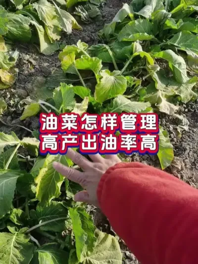 油菜管理技巧 #流体硼 #油菜 #新农人计划2025