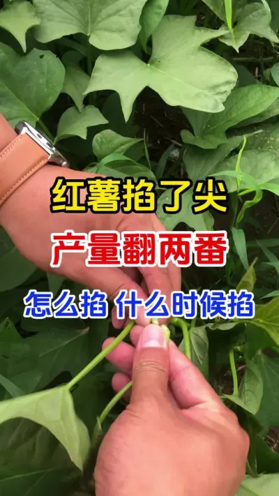 红薯掐了尖产量翻两番#红薯种植#红薯掐尖#红薯管理#红薯高产#分享农业知识帮农民增产增收