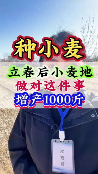 立春后小麦地做对这件事 增产1000斤#小麦#小麦高产技术 #小麦种植 #小麦增产 #小麦管理