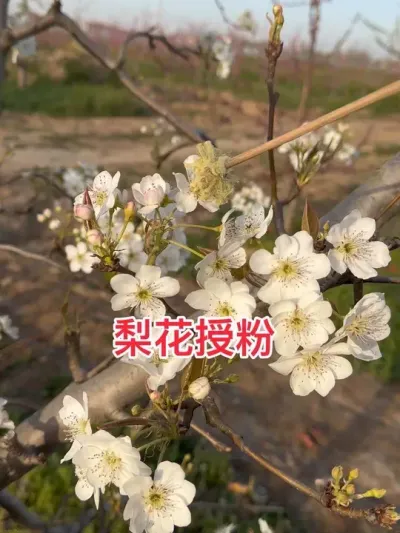 #原创视频 #田园风光无限好 #梨花授粉 #抖音助农 #乡村致富带头人 @抖音小助手 @抖音创作者中心 @抖音热点
