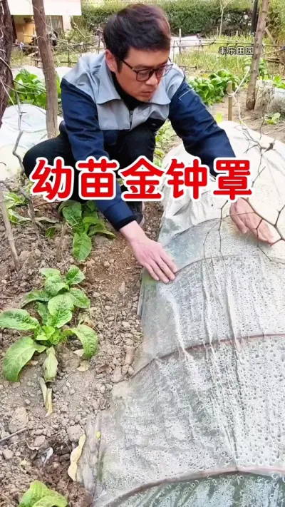 移栽后的幼苗，用这个育苗保温罩，防寒保暖，防鸟啄，使用非常方便 #种菜 #我的小菜园 #育苗 #种植小技巧