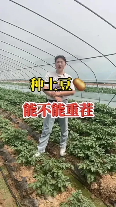 土豆倒茬重不重要，跟什么作物倒茬效果好#土豆高产种植 #马铃薯种植 #增产增收才是硬道理