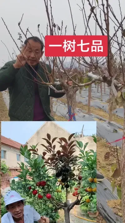 一树嫁接多品桃李李，#抖音助农 #一树多果 #三农 @抖音上热门 @DOU+小助手
