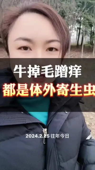 牛掉毛，蹭痒，都是体外寄生虫引起的#养殖户 #肉牛养殖 #全国养牛人 #西门塔尔