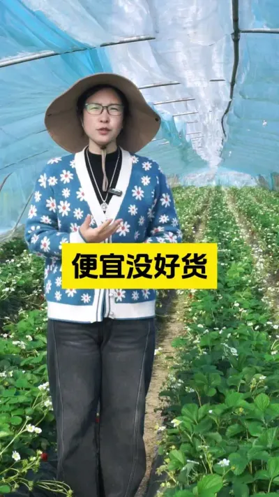 小便宜，吃大亏！#启明生物大师姐 #草莓种植管理技术和方法 #草莓种植 #农业技术推广 #农业种植