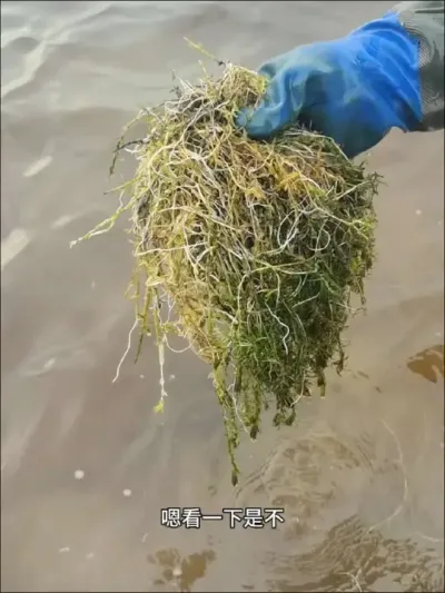三四天生白根的方法，7-8天爆白根 #水产养殖 #养蟹 #河蟹养殖 #水草