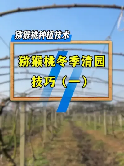 做好猕猴桃清园工作，竟然有这么多好处，你这样做了吗？#农业技术推广 #三农种植 #果园管理 #种植小技巧