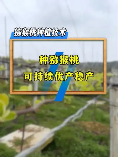 种植猕猴桃你想高产吗？这样做可以持续优产稳产！#新农人计划2025 #支持三农扶持三农发展 #种植小技巧 #三农种植 #猕猴桃种植