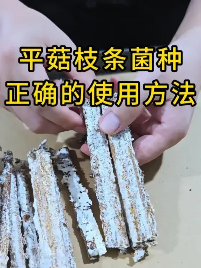 平菇枝条菌种，正确使用发菌速度才会快，需要平菇菌种的可以联系我#平菇菌种 #平菇种植 #食用菌栽培种 #栽培种
