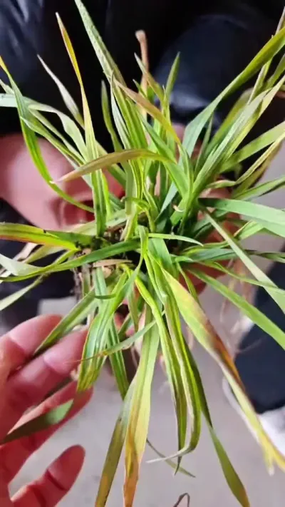 怎样识别小麦黄花叶B毒B#种地不容易 #小麦 #农业知识 #植保 #高产