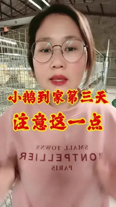 小鹅到家第三天，注意这一点#养鹅技术分享 #养鹅人 #养鹅 #鹅 #科学养鹅