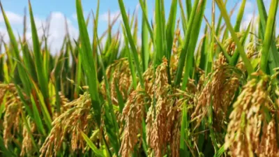 水稻的超高产种植技术#水稻种植 #来抖音学农技 #高产水稻 #粮食安全 #粮食保障