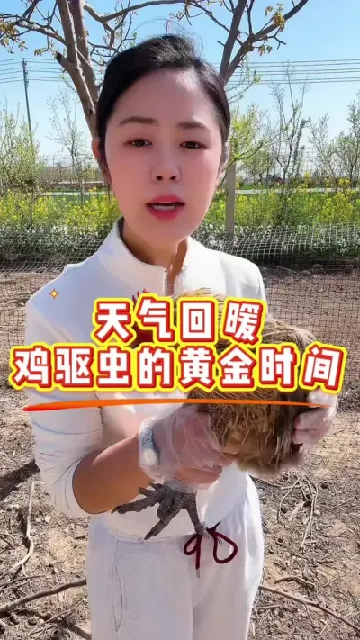 天气回暖又到了给鸡鸭鹅驱虫的黄金时间#养鸡#鸡驱虫#科学养鸡#散养土鸡#养鸡妙招