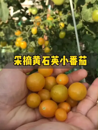 纯甜高产的黄色小番茄&mdash;&mdash;黄石英，值得再种植一次！ #记录我的种植生活 #盆栽番茄 #黄石英 #小番茄种植