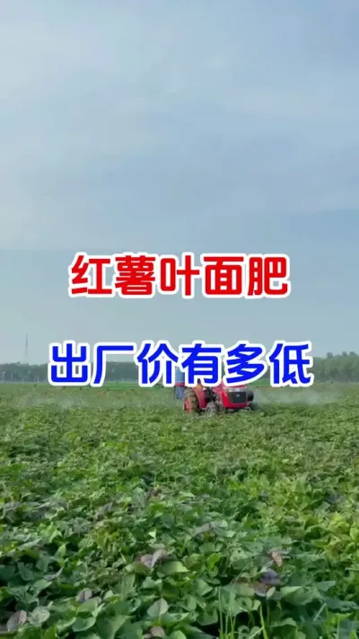 红薯最贵叶面肥配方大揭密#红薯种植#红薯叶面肥 #红薯管理#红薯高产#分享农业知识帮农民增产增收