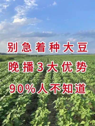 大豆晚播好处多，老农都说好！ #农业种植 #心系三农服务三农 #抖音助农扶农 #大豆种植 #农业植保知识分享