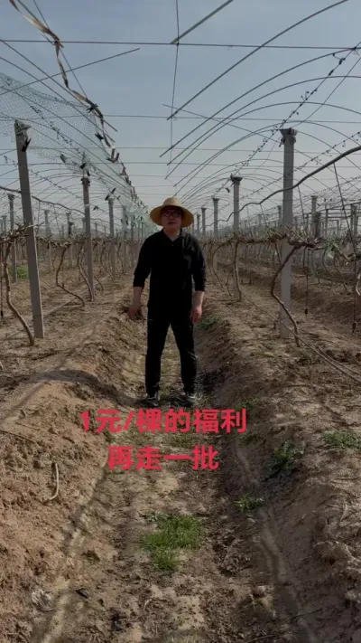 葡萄苗木福利 前段的福利很多人没有抢到，应大家的要求咱们再走一批，1元/棵#葡萄 #葡萄苗木 #葡萄经典品种 #特价苗木