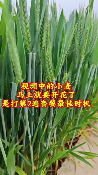 小麦第二遍套餐啥时候打#抖音助农#新农人#种植#小麦#朝晖农资