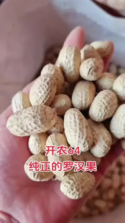 #朝晖农资 #花生 #每天跟我涨知识 #我的农资之路 #花生种植