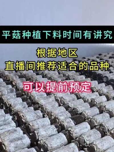 关注我，直播间推荐最适合您的平菇菌种类型等差异化的干货。#平菇种植 #平菇菌种 #食用菌栽培种 #栽培种