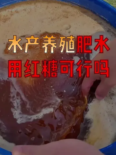 #水产人  注意了！#水产养殖  用红糖肥水真的可行吗？#水产养殖技术  #水产