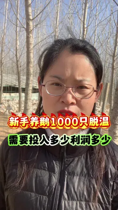 新手养鹅，1000只脱温苗需要投入多少？利润又有多少呢？#狮头鹅 #养鹅技术分享 #养鹅人 #鹅 #三农