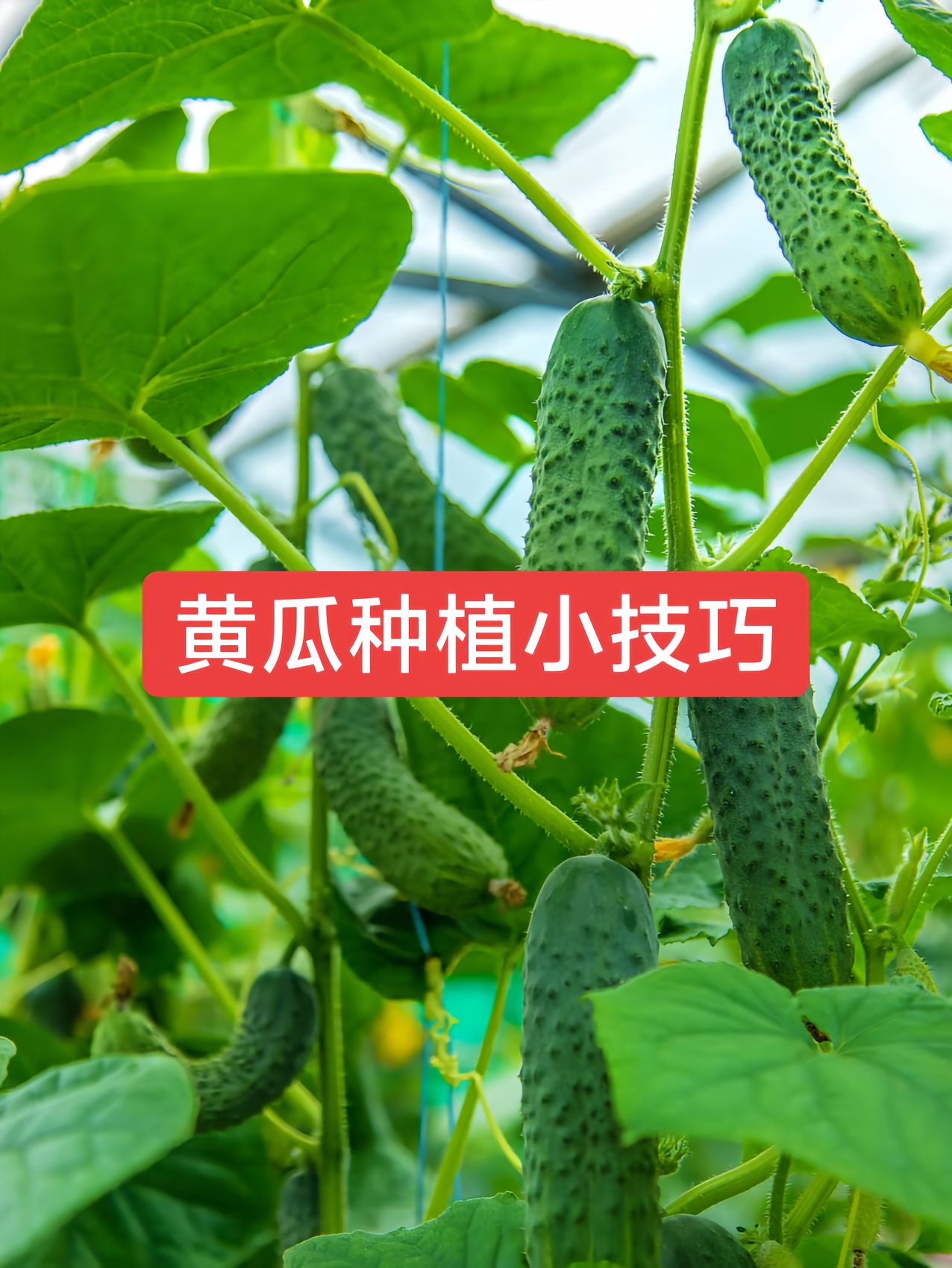 http://static.ixuenong.com/pxn/uploads/prod/thirdfile/2025/05/c702dec2b99a569b84b608c40bec4238.jpg