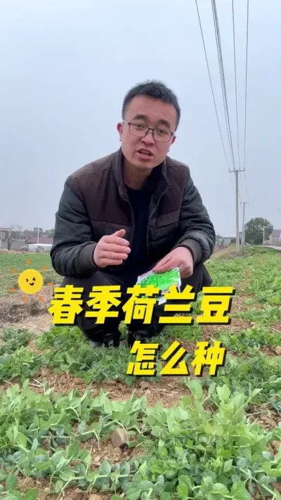 春季荷兰豆怎么种植？荷兰豆种植方法？#种植小技巧 #关注我一起学种菜 #我的小菜园 #阳台种菜 #每天分享蔬菜种植技巧
