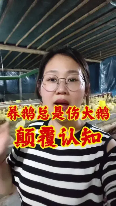 养鹅总是伤大鹅？颠覆认知#养鹅 #鹅 #养鹅人 #养鹅技术分享 #狮头鹅