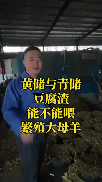 黄储青储豆腐渣能喂牛羊吗#每天分享牛羊养殖小知识 #养羊人 #农村养羊