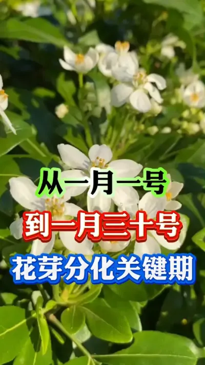 果树一招促进花芽分化#果树种植 #果树管理 #果园管理