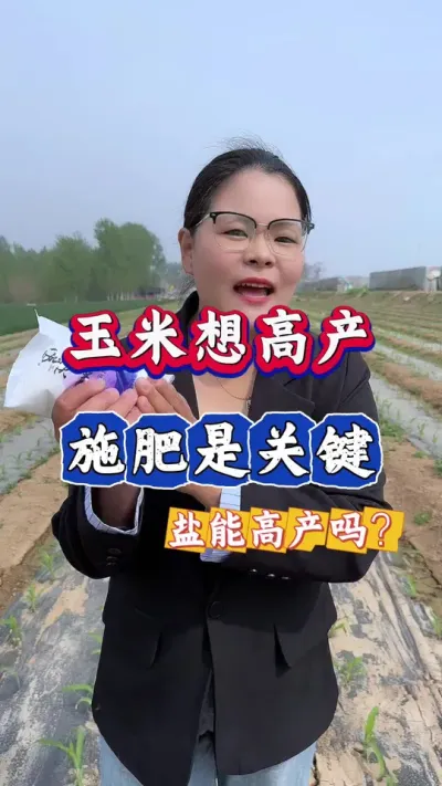 玉米想高产，施肥是关键，用盐能增产吗？#三农 #玉米种植 #农业 #玉米 #农业种植技术