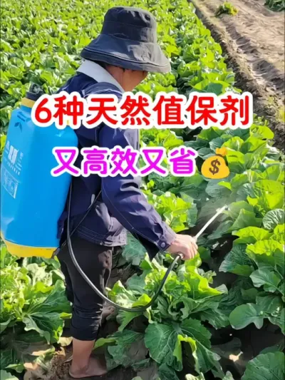 这6种天然植保剂，变废为宝，又高效又省银子 #番茄种植 #农业推广 #变废为宝 #农业科技 #种植小技巧